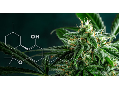Terpenes and HHC: Unique Synergistic Effect 